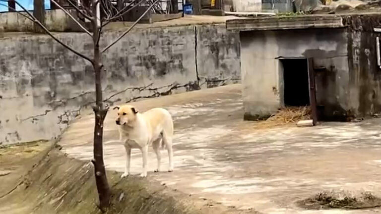 Read more about the article Another Chinese Zoo Caught Using A Large Dog Instead Of A Wolf To Entertain Visitors