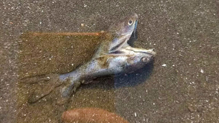 Read more about the article Beach Cleaner Stunned To Come Across Extremely Rare Mutant Two Headed Fish While On Job