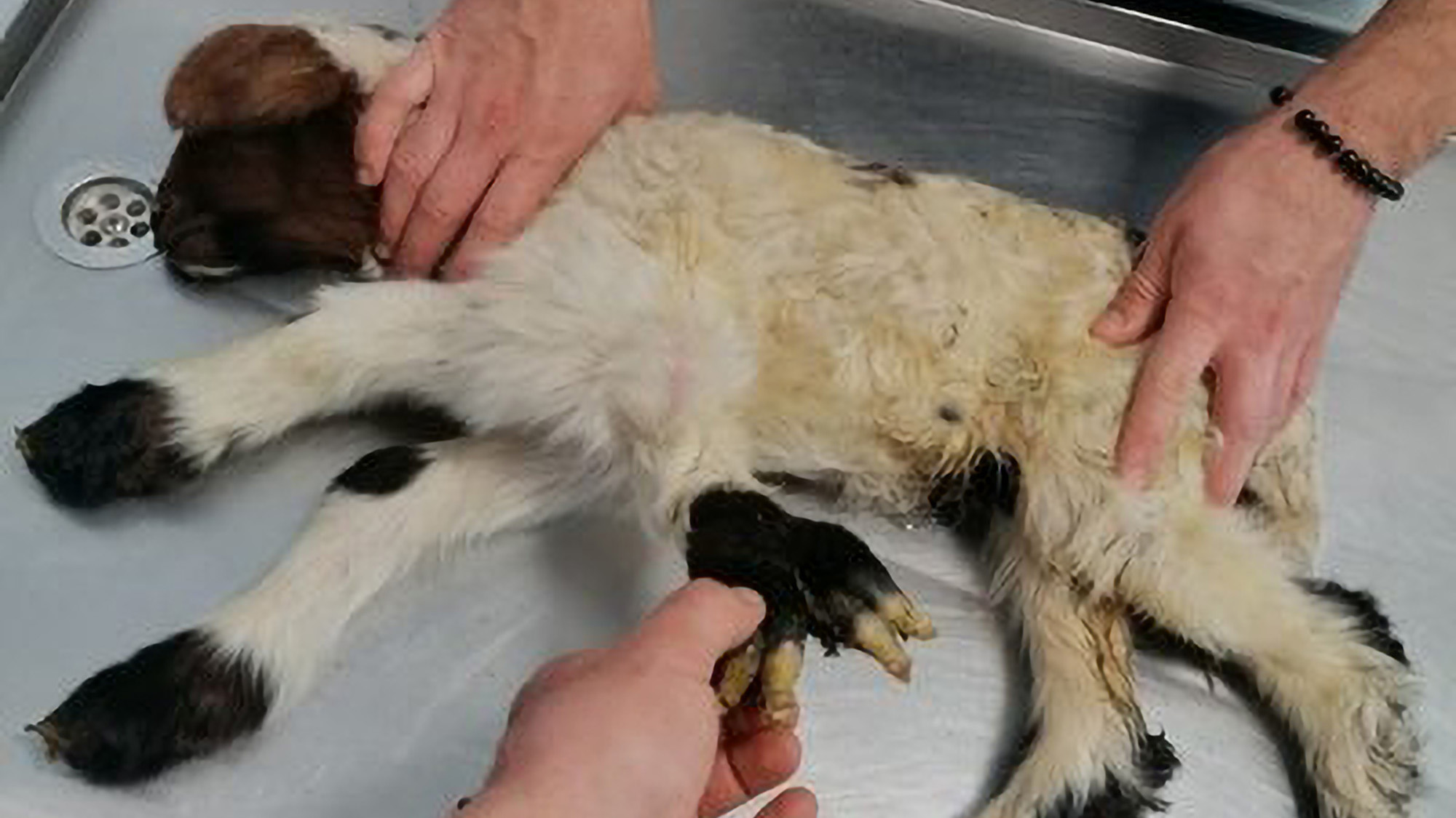 Read more about the article Rare Mutant Lamb Born With Five Legs Is In Good Health Says Vet