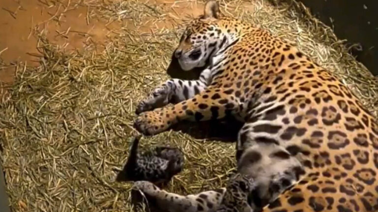 Read more about the article Jaguar Rescued During 2020 Pantanal Wildfires Gives Birth To Fluffy Cub