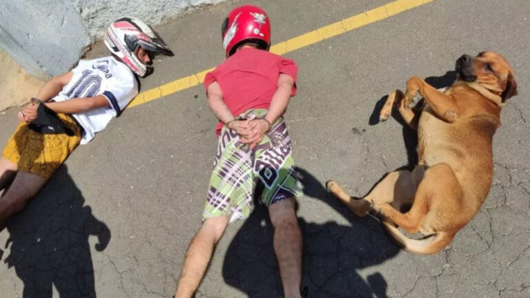 Read more about the article Its A Fair Cop: Cute Dog Surrenders With Paws Up As Armed Bikers Pulled Over And Arrested