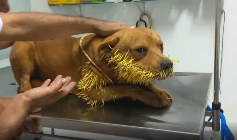 Read more about the article Dog Left With Hundreds Of Spikes In Face After Attacking Porcupine