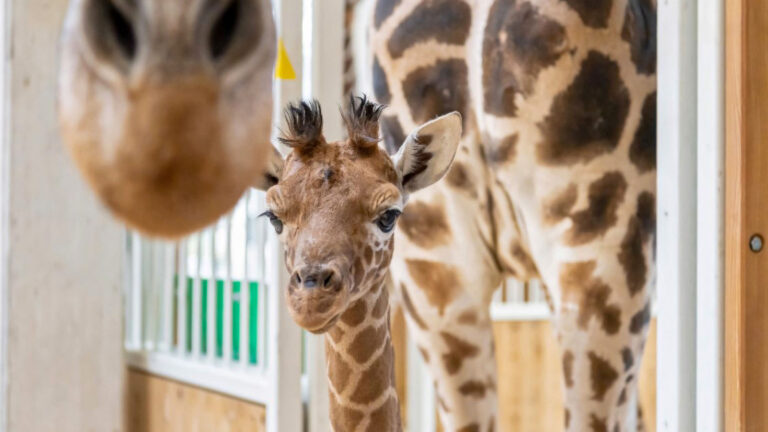 Read more about the article Giraffe Calf Rejected By Mum And Feeding On Cows Milk Has Been Named ‘Strong’