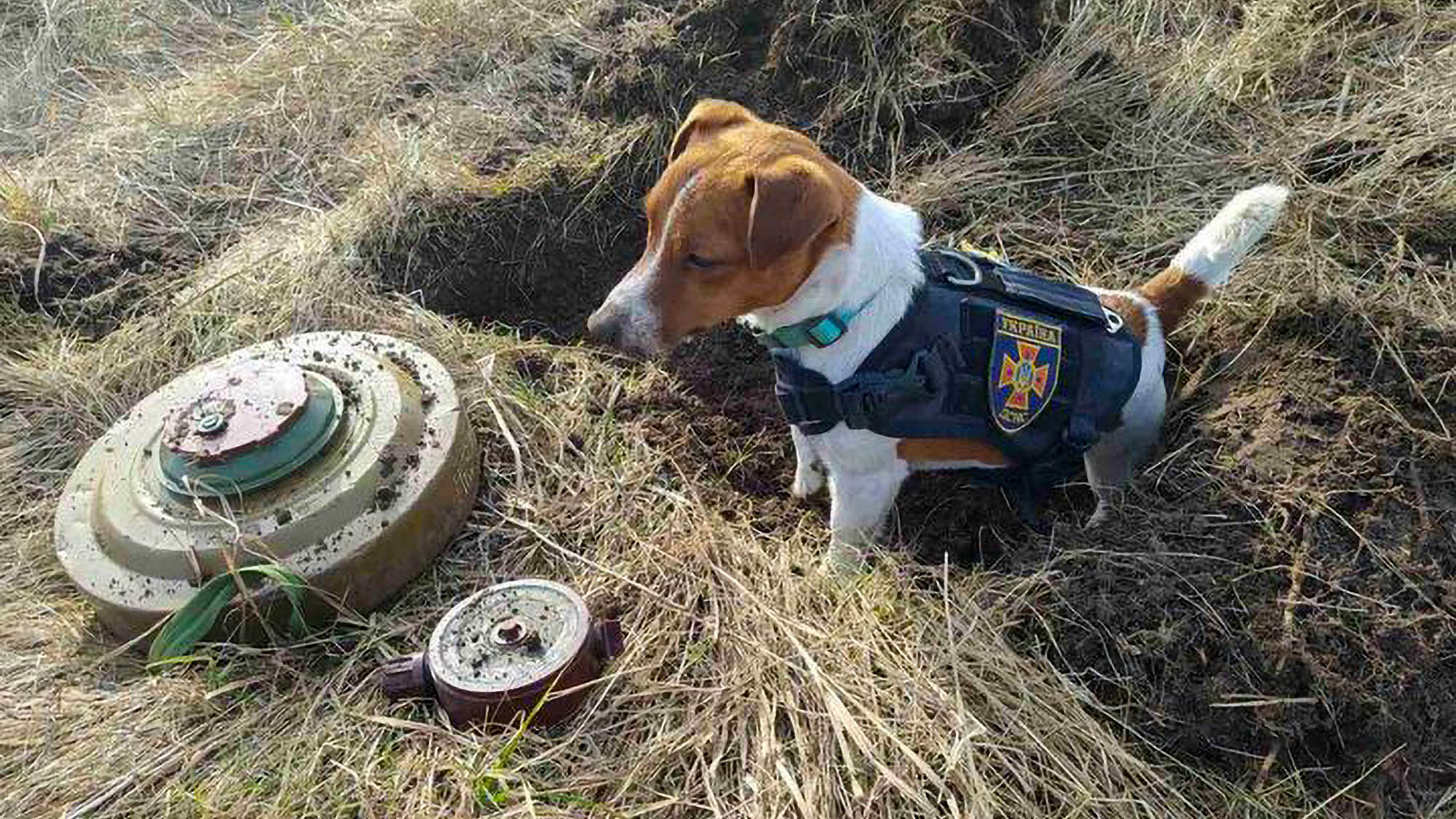 Read more about the article Meet Patron The Brave Pooch Who Has Cleared Almost 90 Explosive Devices From Ukrainian Soil During Russian Invasion