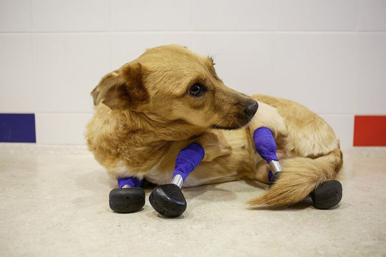 Read more about the article Russian Rescue Dog With Four Prosthetic Legs To Start A New Life In London After Lying Crippled In Snow For Two Weeks