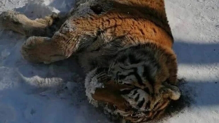Read more about the article Rare Siberian Tiger Found Dead On Road After Being Killed By Stronger Alpha Male Rival