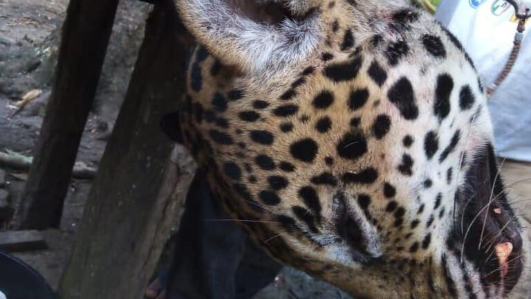 Read more about the article Outrage Over Snaps Showing Endangered Jaguar Being Skinned After It Was Hunted
