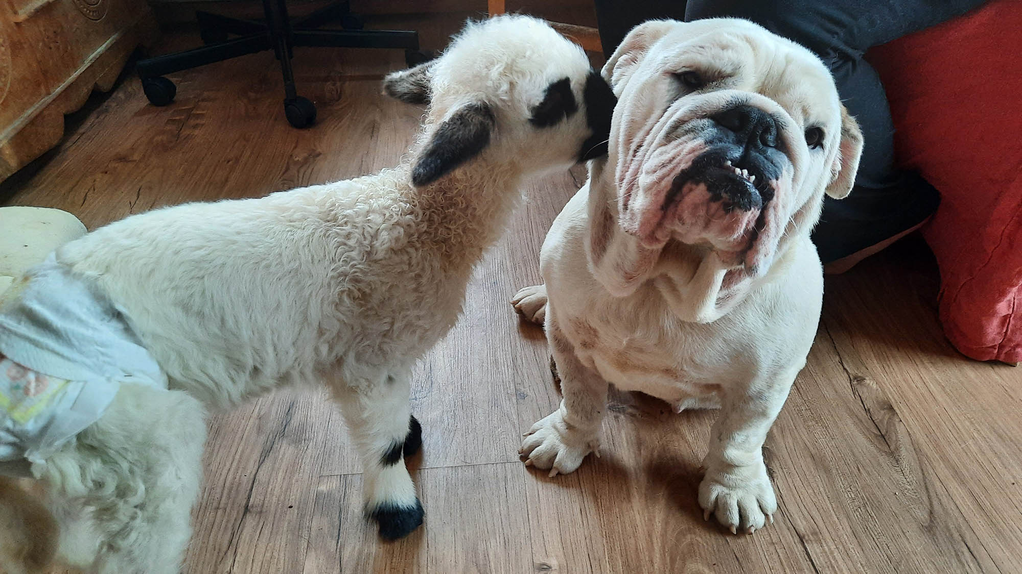 Read more about the article Three Adorable Young Lambs Whose Mum Died At Birth Adopted And Raised By Dog In Animal Shelter