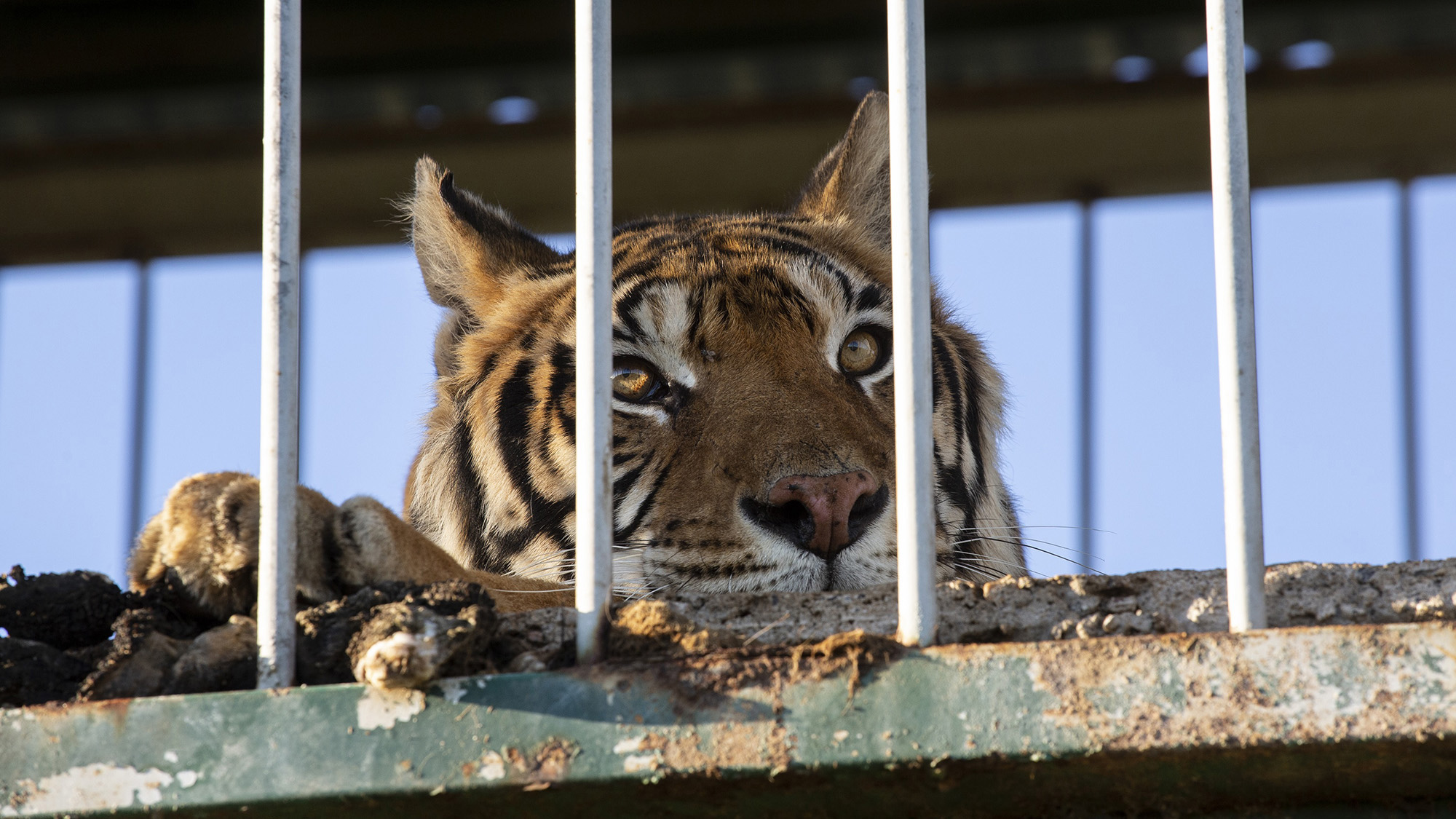 Read more about the article Circus Hands Four Tigers Over To Animal Sanctuary After They Spent Over 15 Years In Train Car Cage