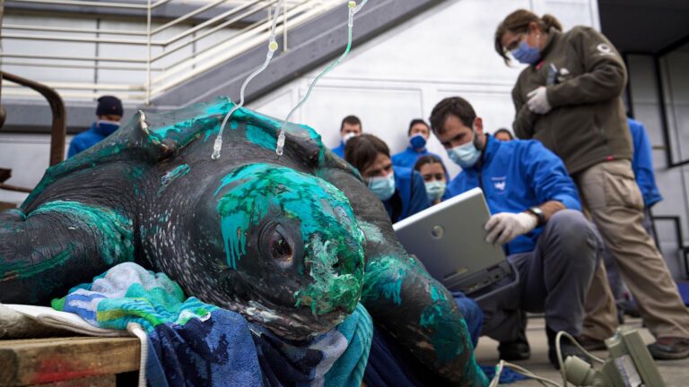 Read more about the article Huge 36 Stone Turtle Rescued In Spanish Port After Suffering Injuries In Net