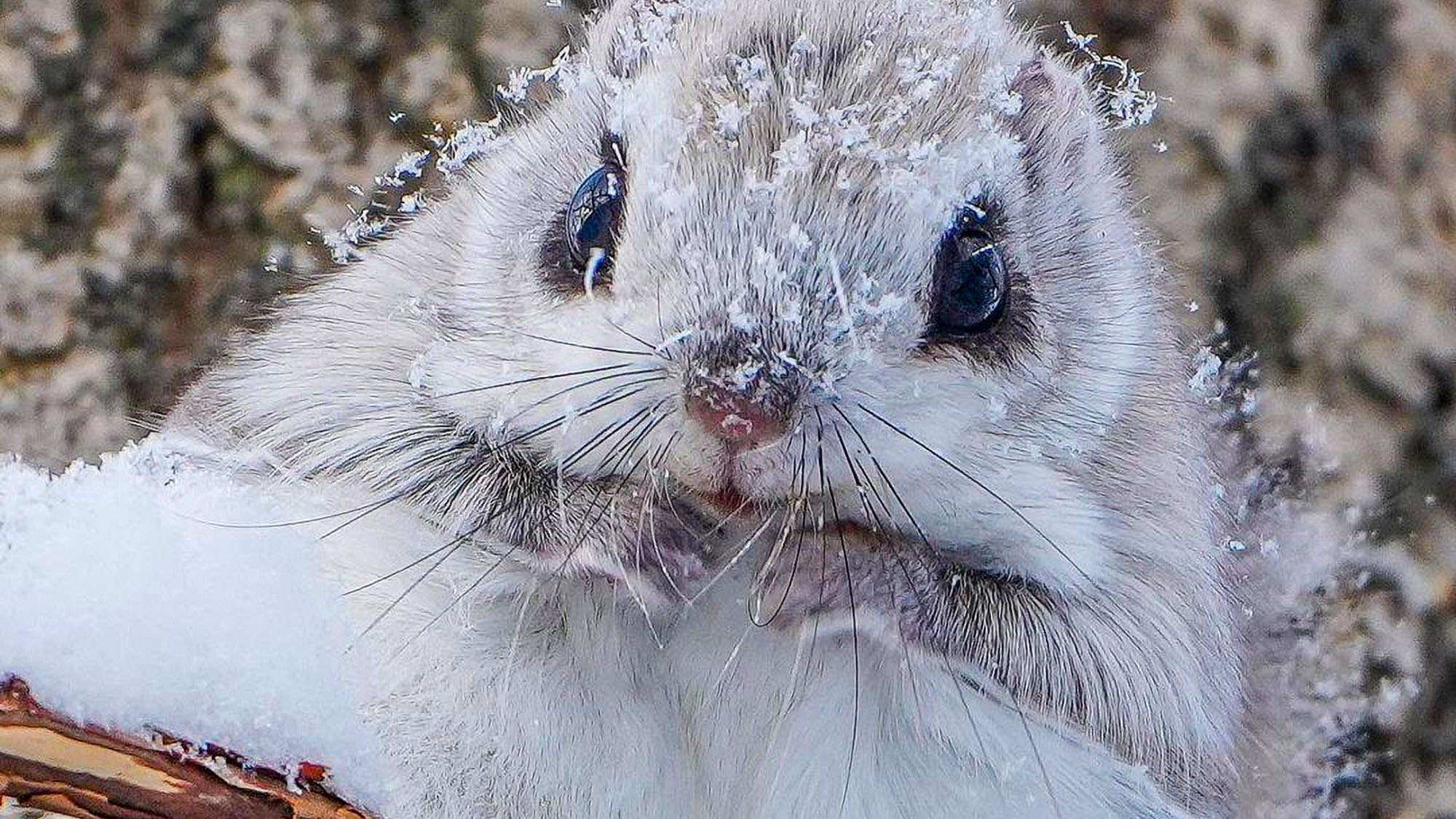 Read more about the article Adorable Moment Siberian Flying Squirrels Appear To Kiss Before All Hell Breaks Loose