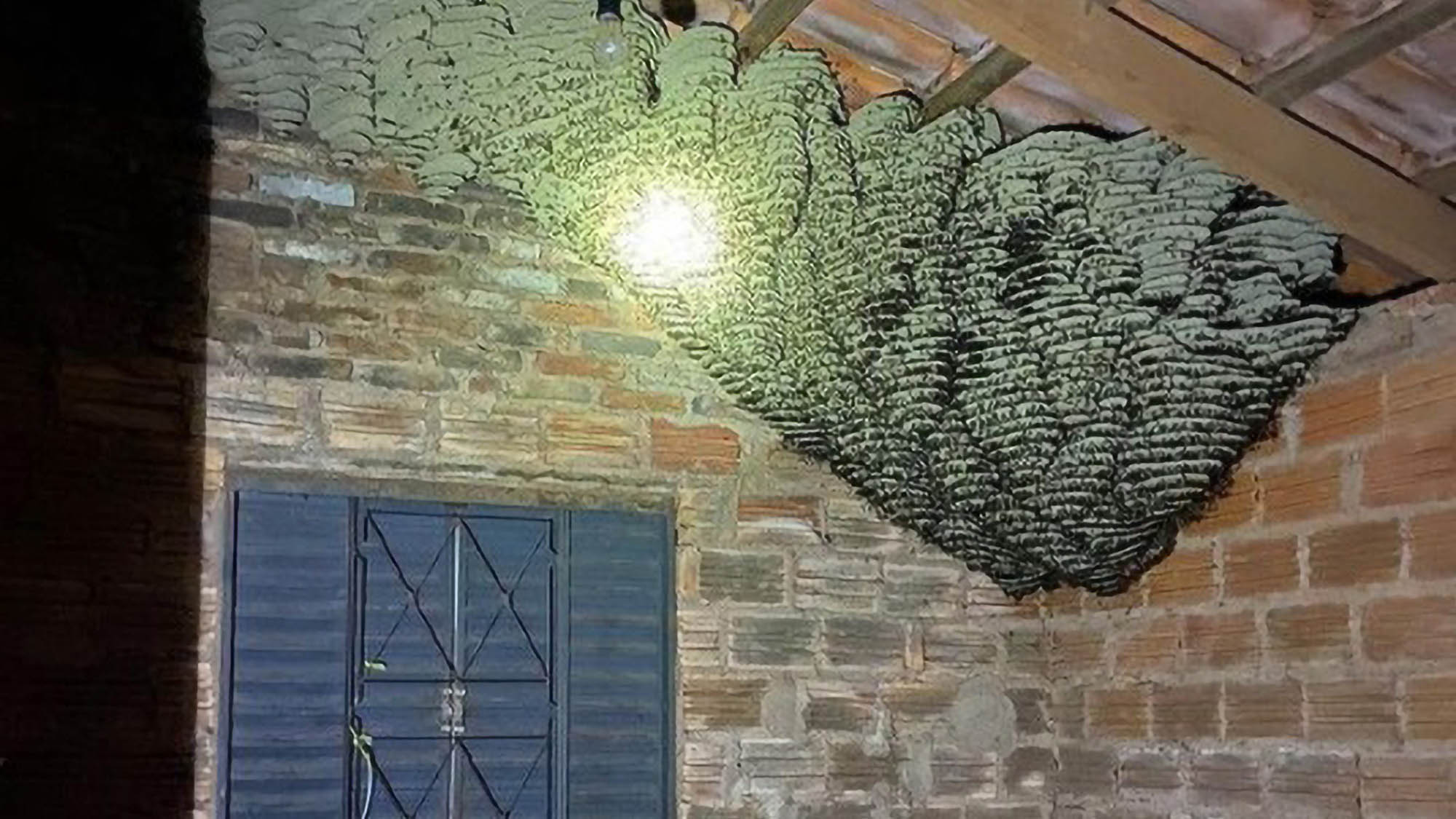 Read more about the article Terrifying Footage Of Huge Wasp Nest Woman Returned Home To Find On Bedroom Ceiling