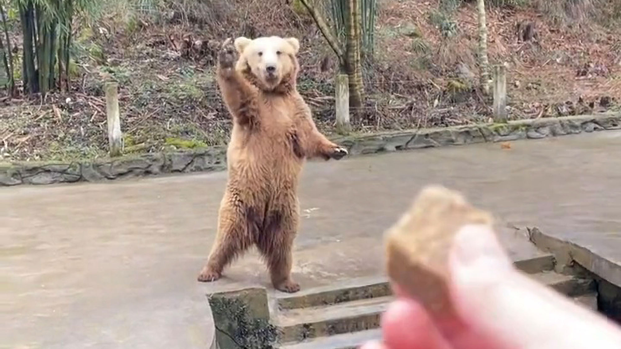 Read more about the article Zoo Bears Appear To Wave And Beckon Visitors To Give Them Food