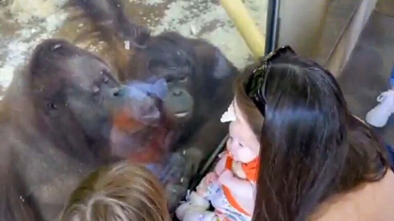 Read more about the article Unforgettable Moment Missouri Zookeeper Introduces Her Human Baby To Orangutan Friend Who Makes Funny Faces At The Newborn