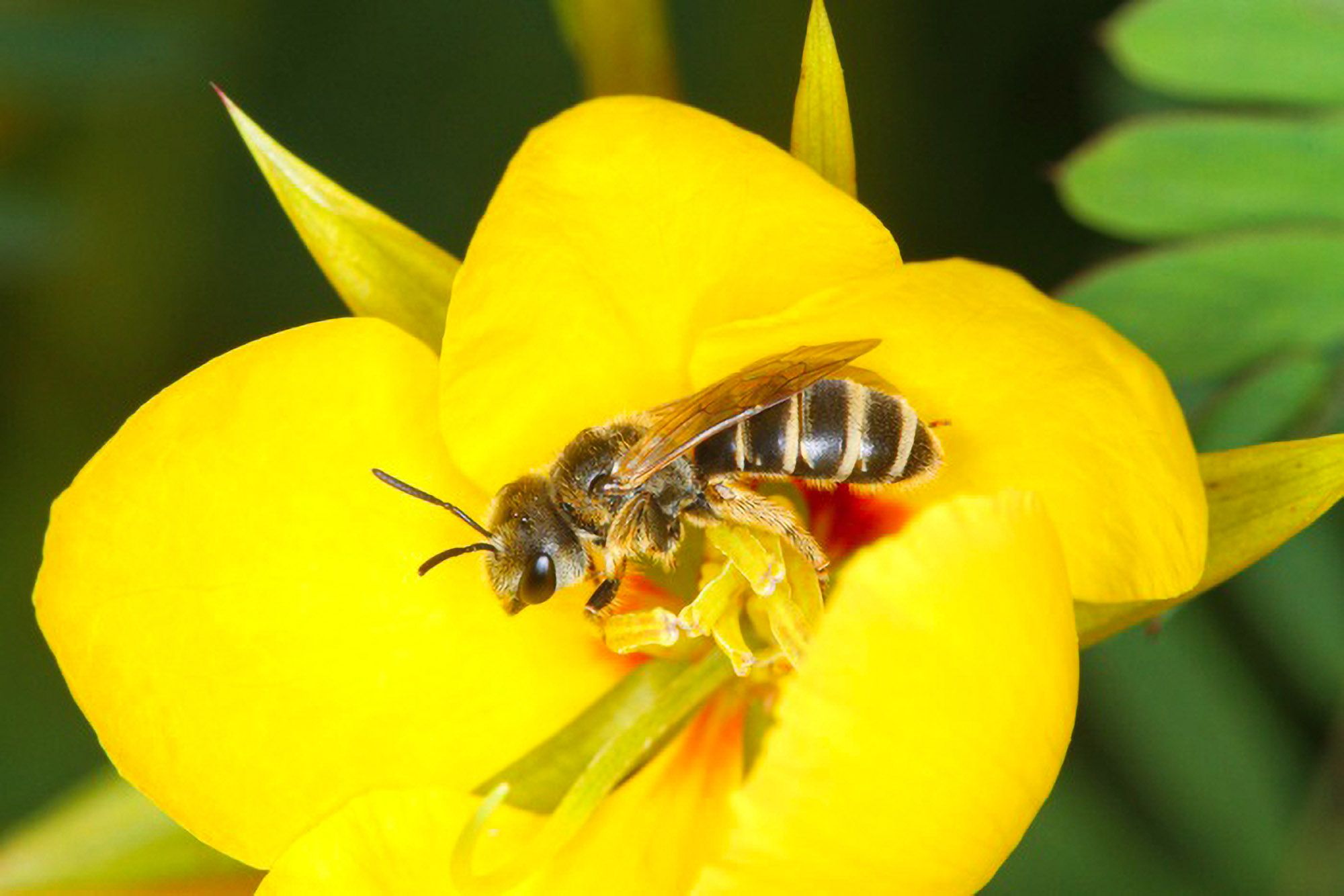 Read more about the article British Beekeeping Research Fund Looking For Research Projects To Support