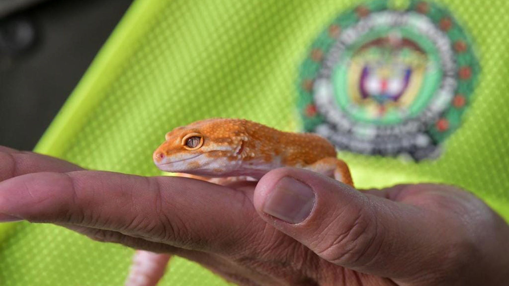Read more about the article Colombian Cops Bust 21 Suspects And Seize Over 1k Exotic Animals Worth USD 1m