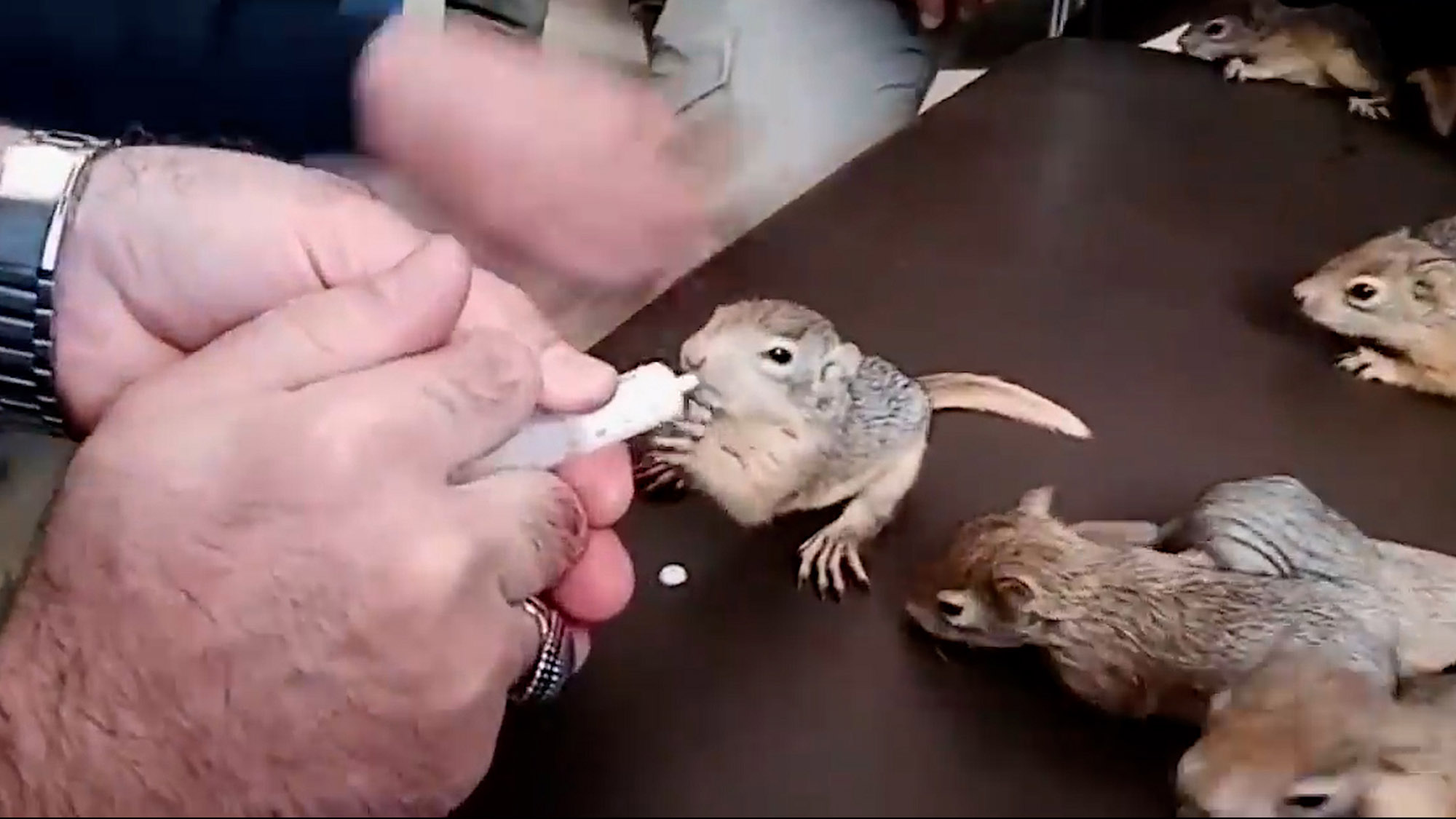 Read more about the article Rescuers Save 32 Baby Squirrels From Traffickers