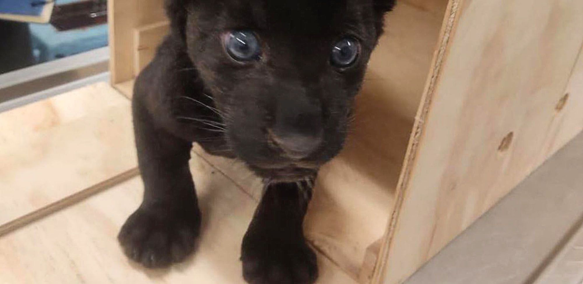 Read more about the article Trafficked Jaguar Cub Emerges From Tiny Box