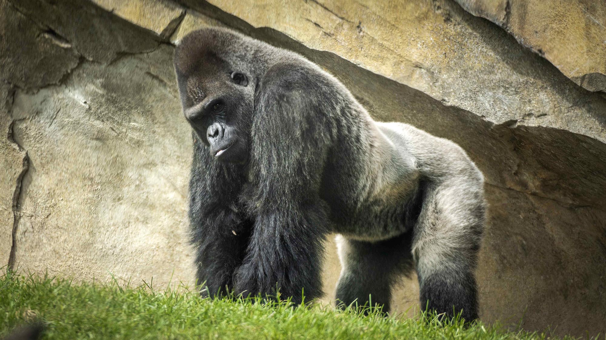 Read more about the article Silverback Once Feared Infertile Turns 31 and is Now a Superstud