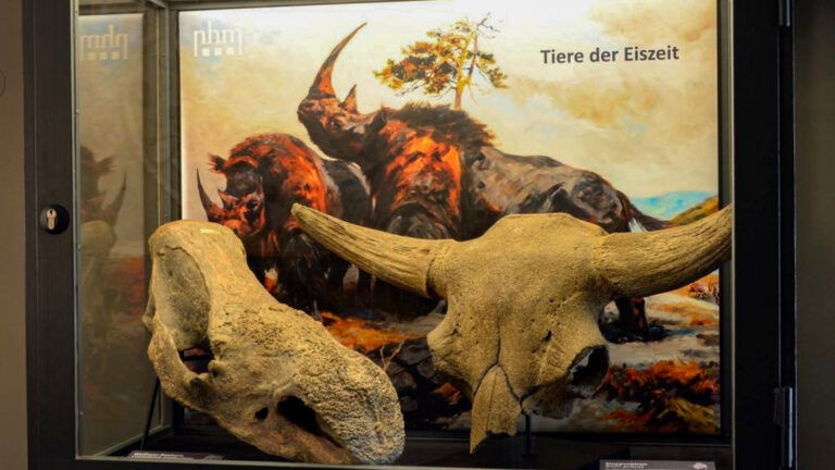 Read more about the article Mammoth Fossils From Ancient Slaughterhouse Go On Show