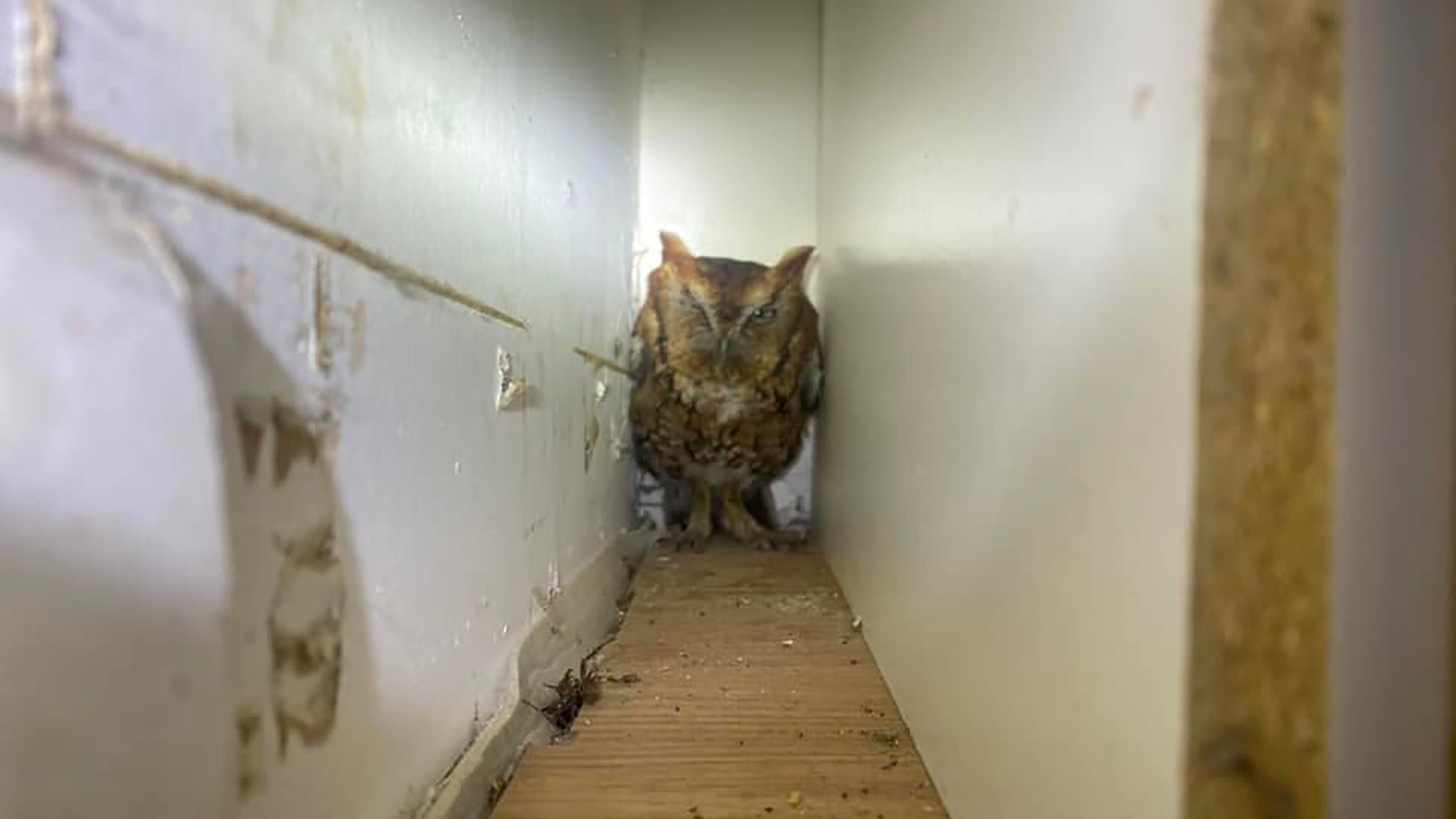 Read more about the article WHAT A T’WIT: Trapped Owl Rescued From Family Kitchen