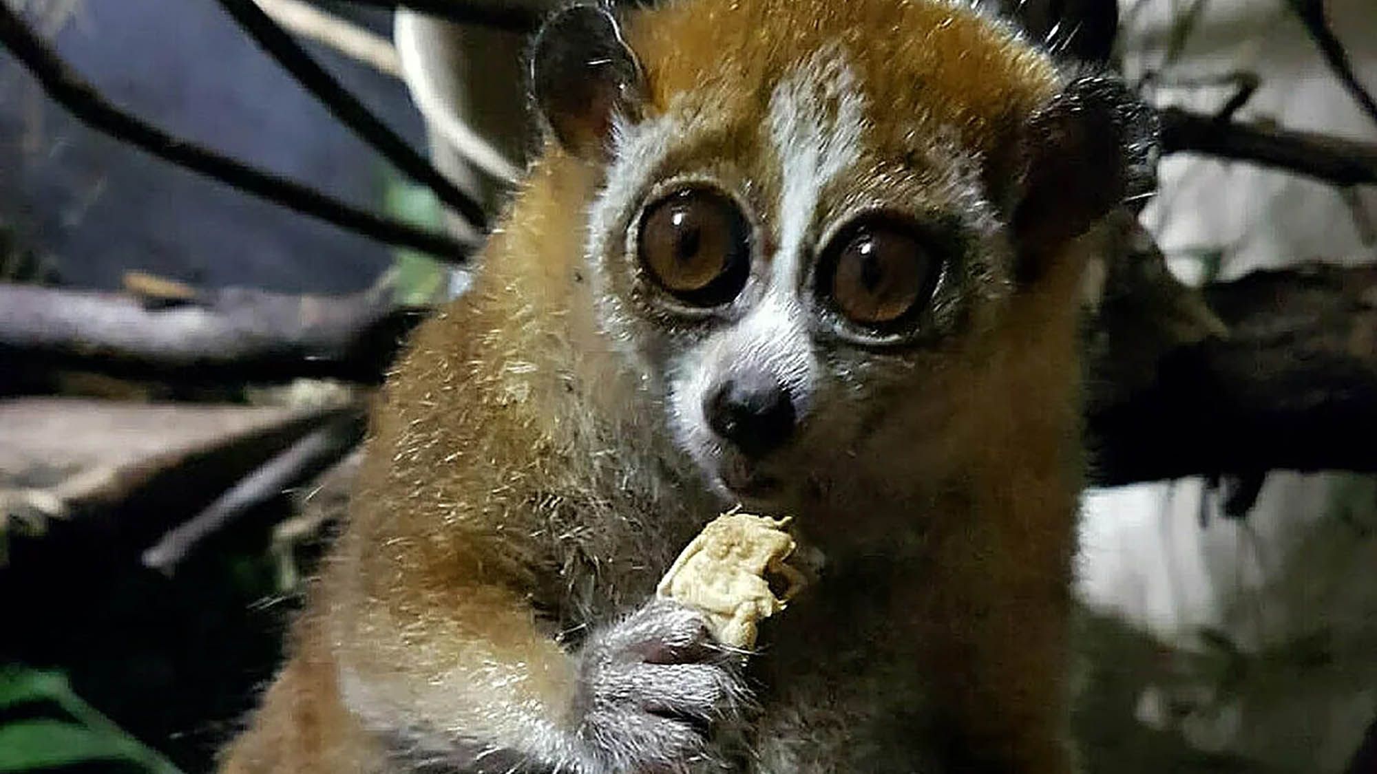 Read more about the article Gentle Slow Loris Shows Off Her Babies
