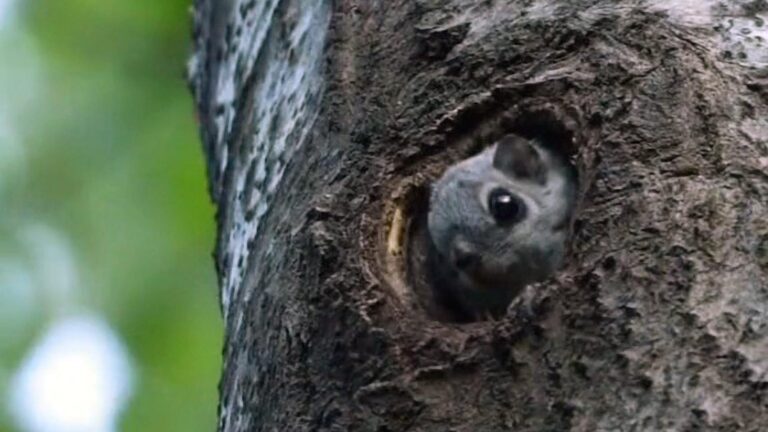 Read more about the article Rare Flying Squirrel Mum And Babies Caught On Camera