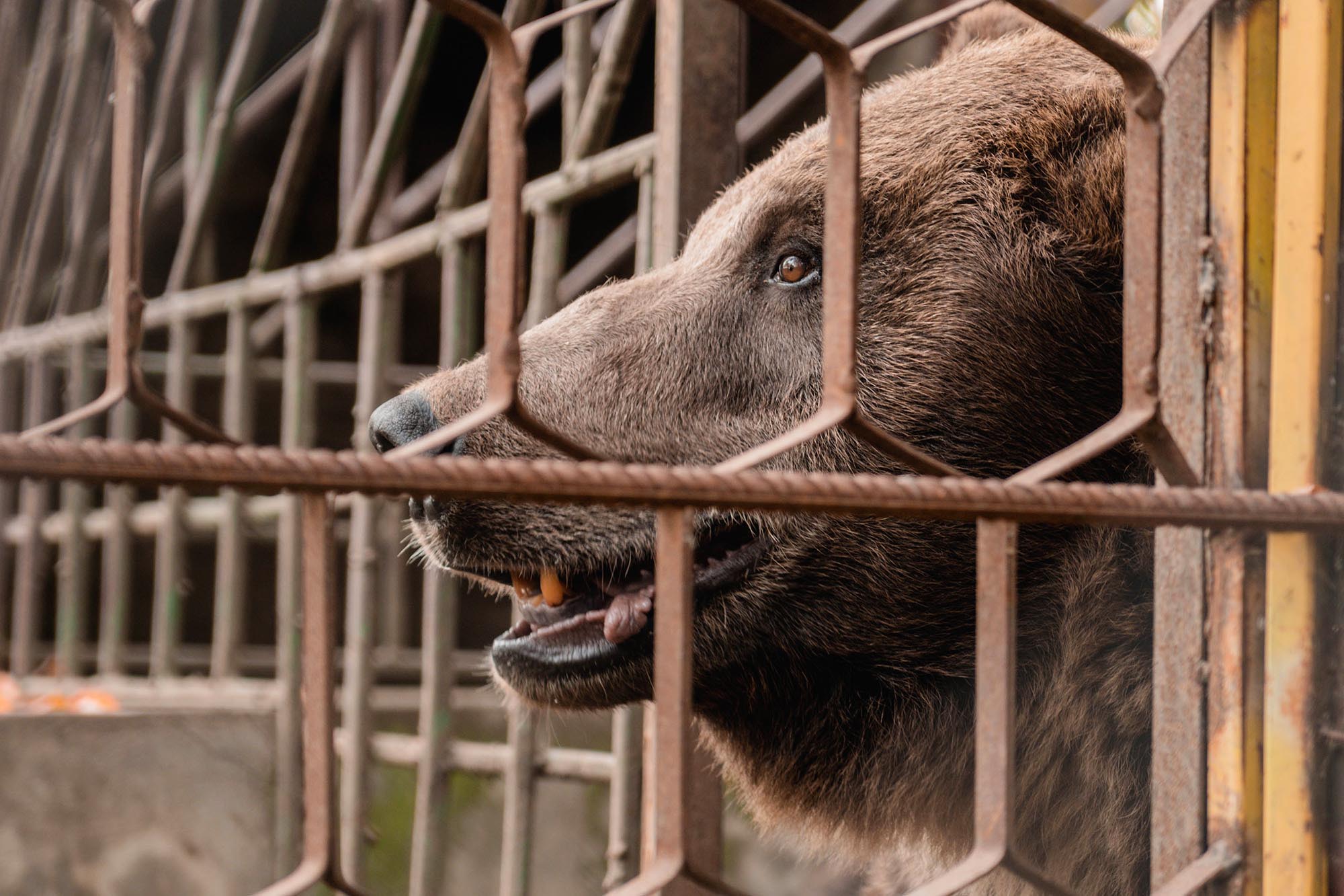 Bear In War Torn Ukraine Rescued And Taken To Animal Sanctuary After Over 20 Years Spent In Concrete Cage