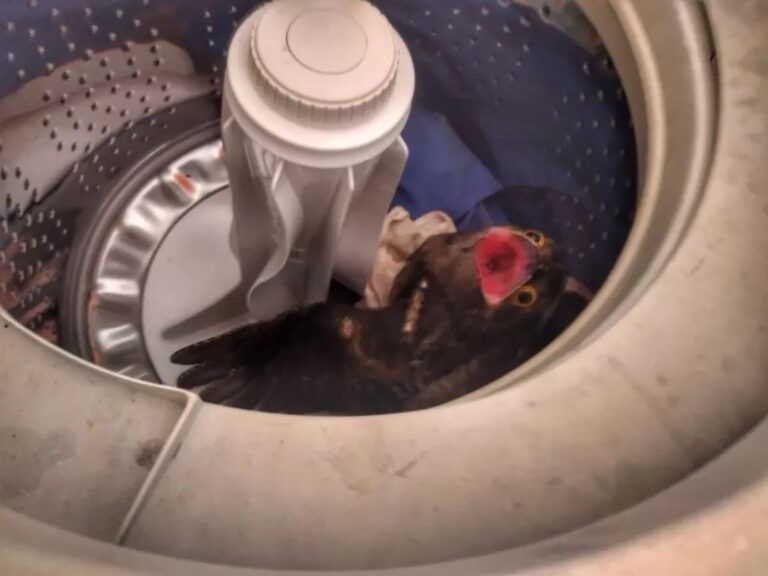 Read more about the article Rescuers Free Wide-Eyed Bird From Washing Machine