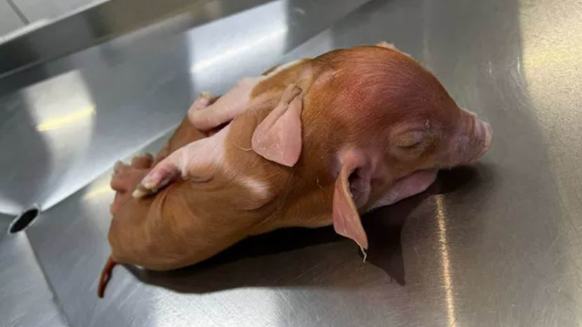 Read more about the article Mutant Pig With Two Bodies And One Head Baffles Scientists