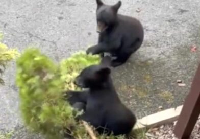Cubs Frolic In Tennessee Garden And Wreck Residents Bush