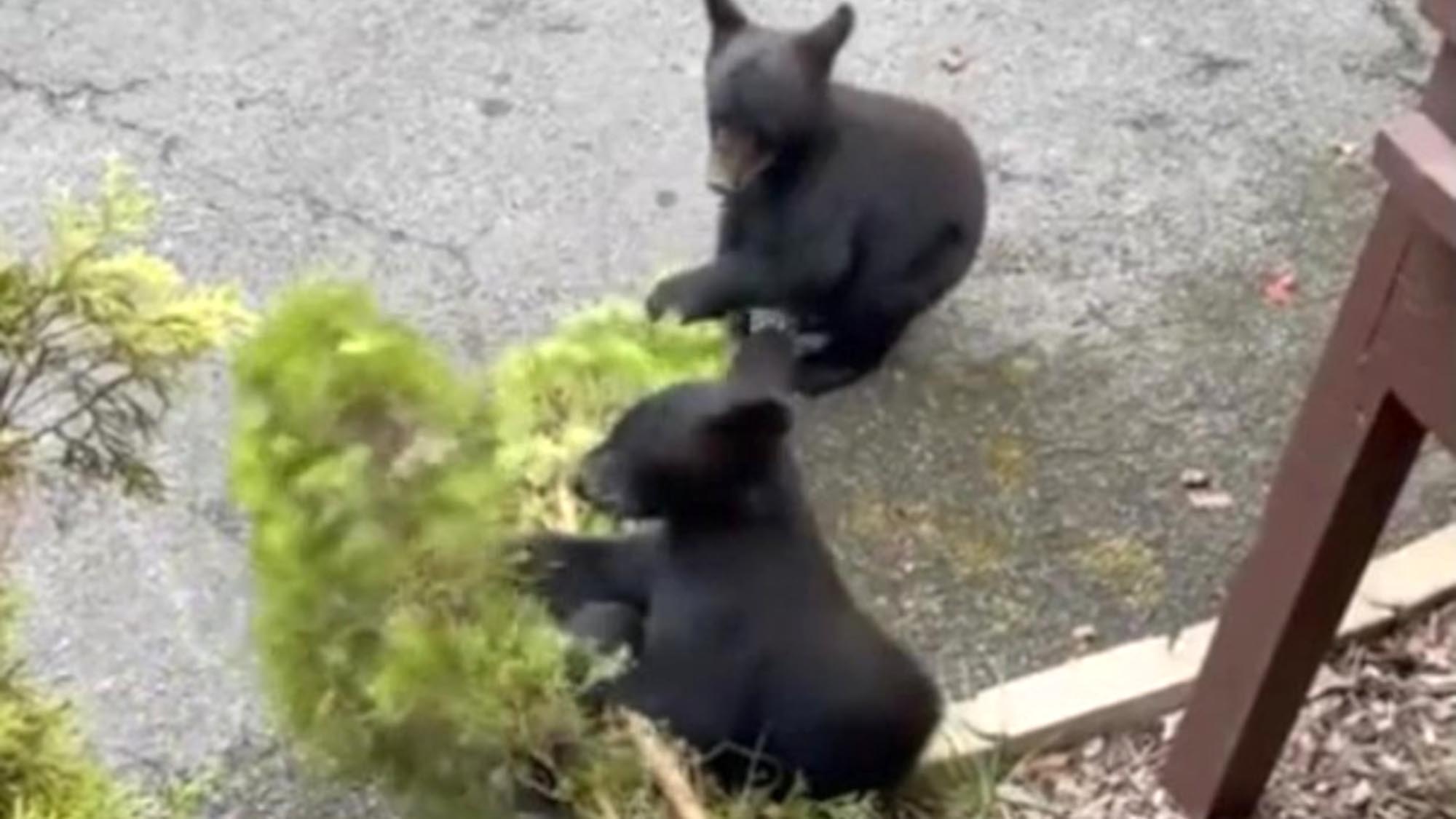 Read more about the article Cubs Frolic In Tennessee Garden And Wreck Residents Bush