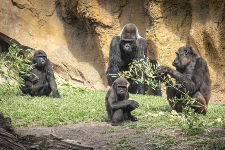 Read more about the article Surprise Party For Gorillas In Spanish Zoo