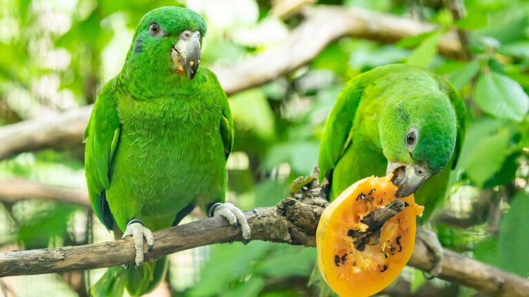 Read more about the article Rare Male Parrot Flies In For Breeding Programme