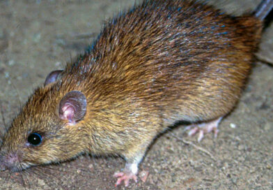 Black Death Only Spread Because Man Was Too Close To Rats, Says Oxford Study
