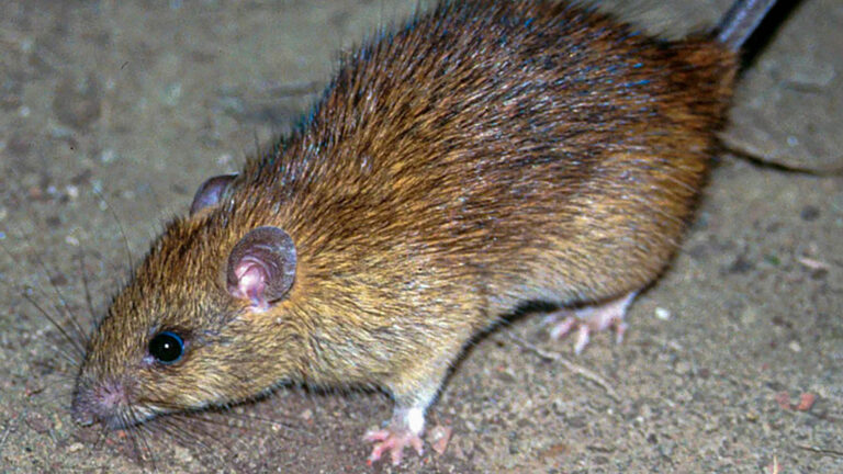 Read more about the article Black Death Only Spread Because Man Was Too Close To Rats, Says Oxford Study