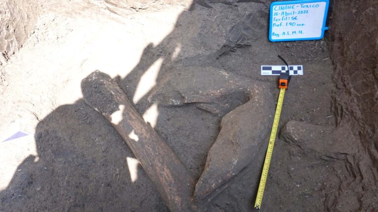 Read more about the article Digging Hole For New Loo Cistern Exposes Ancient Mammoth Bones
