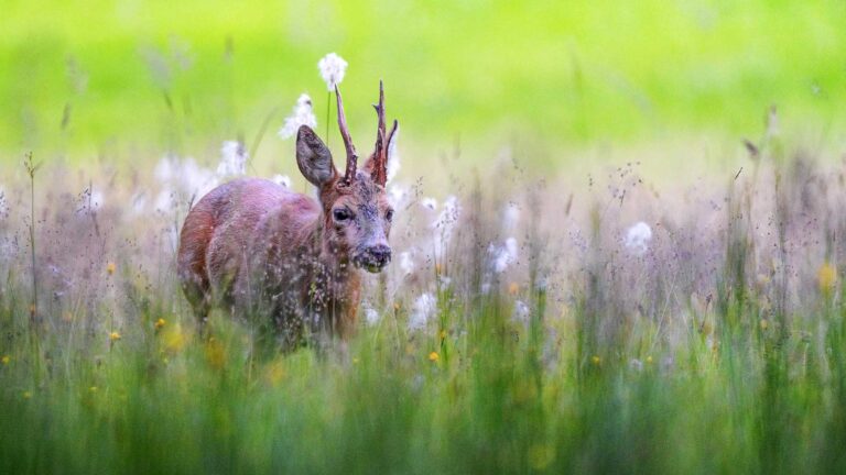 Read more about the article Little Roe Buck Gambles In Swiss Pasture