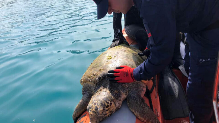 Read more about the article Coastguard Rescues Rare Sea Turtle Found Exhausted And Floating In Mediterranean