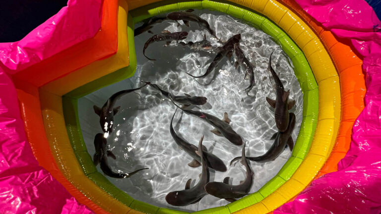 Read more about the article Jaws-Dropping Record Baby Shark Litter Born In Spain