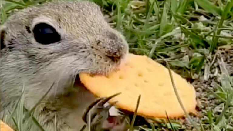 Read more about the article Cute Ground Squirrel Sneaks A Snack
