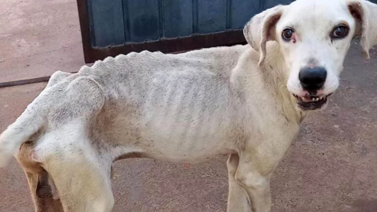Read more about the article Cruel Owner Who Abandoned Starving Dogs Facing Jail