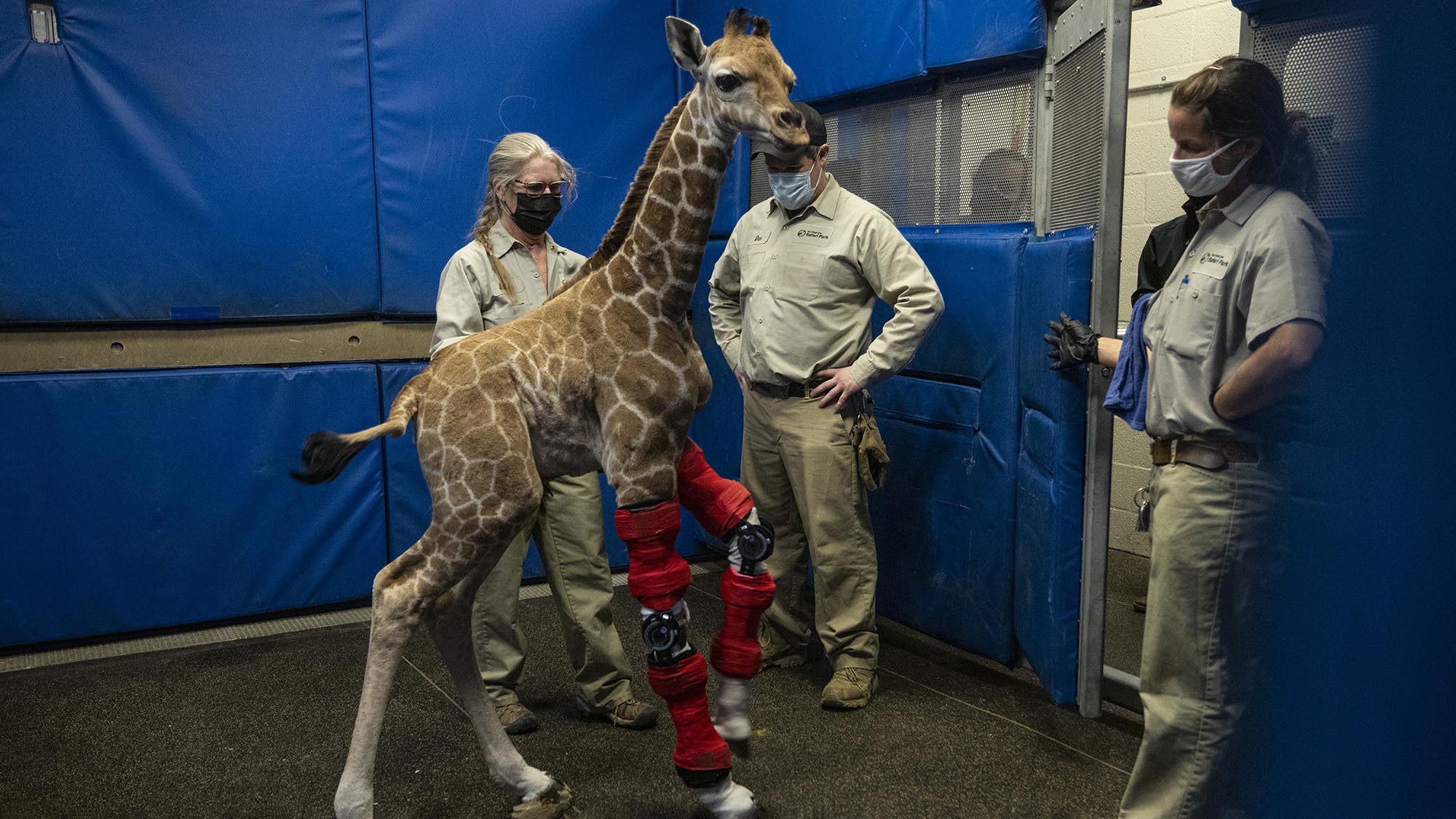 Read more about the article Giraffe Calf Waking Tall After Hi Tech Braces Cures Wonky Legs