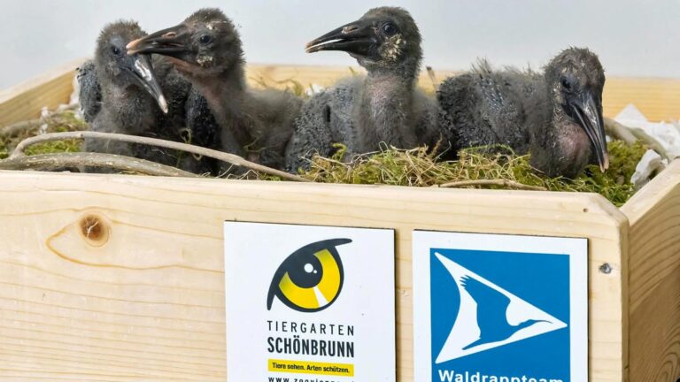 Read more about the article Worlds Oldest Zoo Welcomes 32 Rare Northern Bald Ibis Chicks That Will Follow Microlight Glider Back To Nature