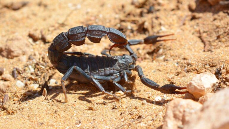 Read more about the article Researchers Show The Smaller The Scorpion, The Deadlier Its Sting
