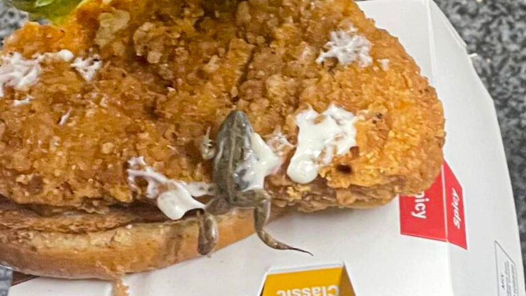 Read more about the article Outraged Dad Finds Dead Frog In McDonalds Burger