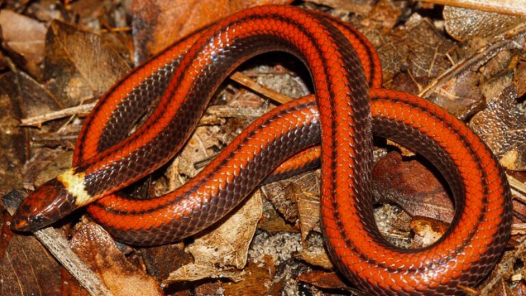 Read more about the article Beautiful New Species Of Rare Burrowing Snake Discovered