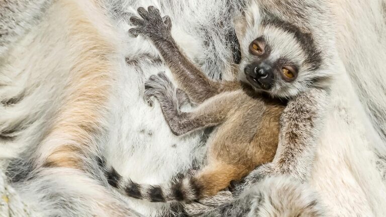 Read more about the article Newborn Baby Lemur Holds On Tight