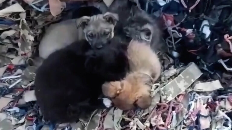 Read more about the article Puppies Cuddle Up to Cat Mum And Her Kittens In Wartorn Ukraine