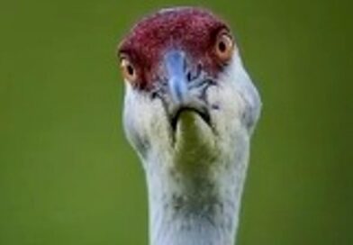 Angry Bird Gives Wildlife Photographer The Evil Eye